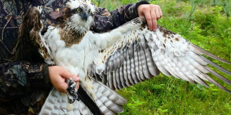 Erelis žuvininkas išskleistais sparnais, laikomas paukščių tyrėjo.