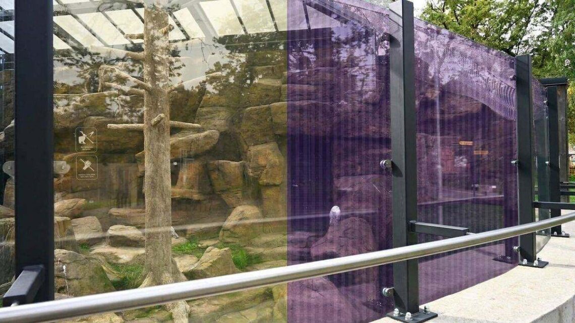 Lietuvos zoologijos sodo stiklinis aptvaras su paukščius saugančia UV spindulius atspindinčia plėvele