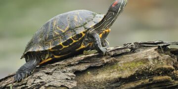 Raštuotasis vėžlys ant medžio kamieno