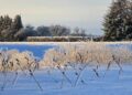 Žiemos gėlynas su sniegu padengtais sausais augalų stiebais