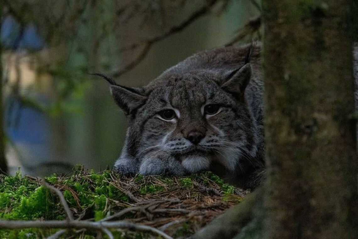 Lūšis, besiilsinti prie samanoto medžio „Žvėrinčiuje“