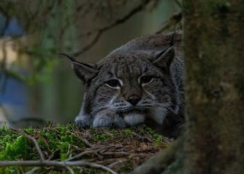 Lūšis, besiilsinti prie samanoto medžio „Žvėrinčiuje“