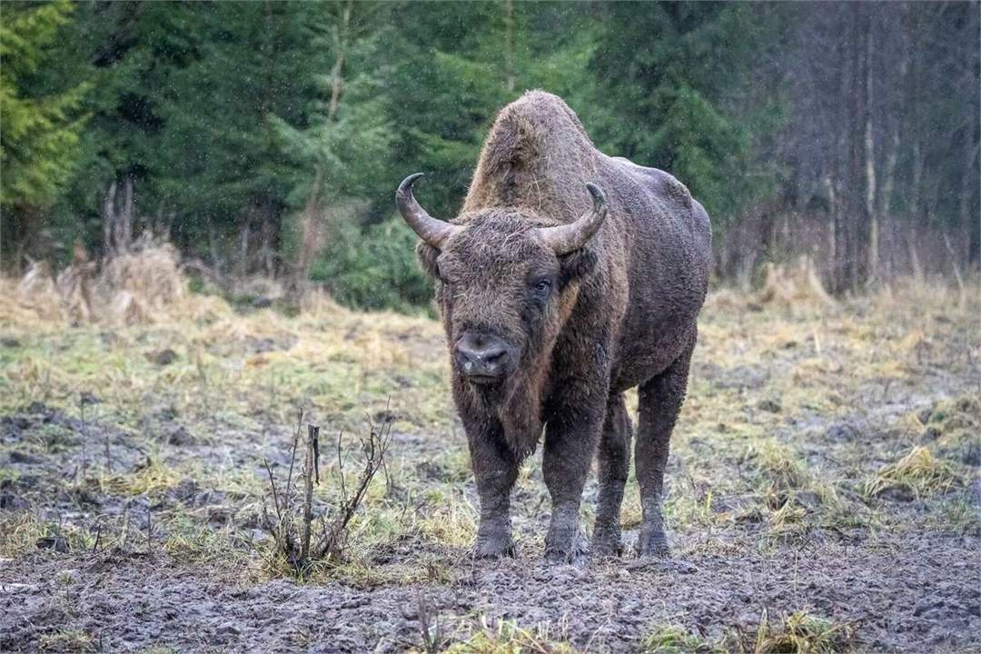 Stumbras „Žvėrinčiaus“ aptvare