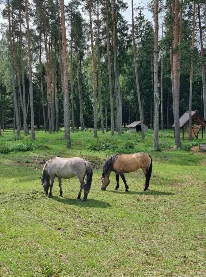 Miško aikštelėje besiganantys tarpanas ir žemaitukų veislės kumelaitė