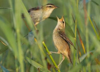 Paukščiai | zum.lrv.lt nuotr.