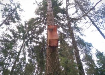 Inkilas pelėdoms | am.lrv.lt nuotr.