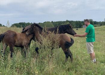 Arkliai | zum.lrv.lt nuotr.