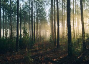 Nuo kovo 15 draudžiami kirtimai saugomuose miškuose | lrv.lt nuotr.