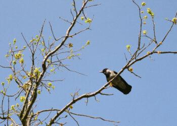 Įsigalioja draudimas paukščių perėjimo laikotarpiu kirsti medžius | am.lrv.lt nuotr.