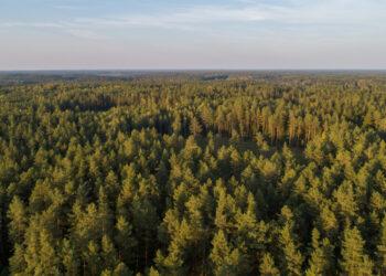 Už mieste turėtą žemę galės būti atlyginama mišku | am.lrv.lt nuotr.
