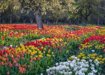 Burbiškio dvaras ruošiasi Tulpių žydėjimo šventei | Rengėjų nuotr.