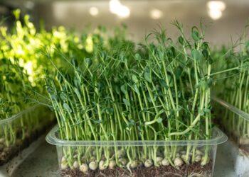 Prieskoninės žolelės | Freepik.com, iliustratyvi nuotr.