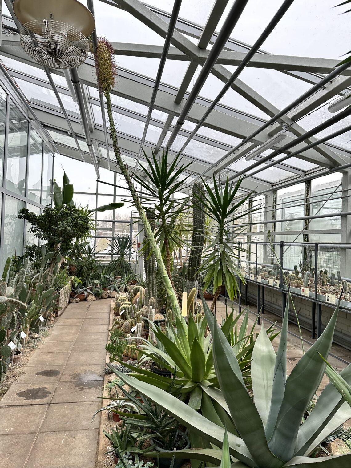 Su šimto metų gimtadieniu pasveikino pražydęs „šimtmečio augalas“ | VDU Botanikos sodo Kaune nuotr.