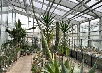 Su šimto metų gimtadieniu pasveikino pražydęs „šimtmečio augalas“ | VDU Botanikos sodo Kaune nuotr.