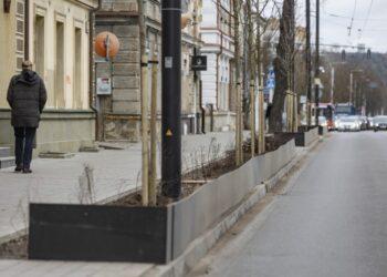 Atitvarai, medžiai | S. Žiūros nuotr.