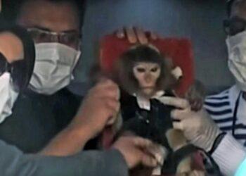 Iranas į kosmosą sėkmingai išsiuntė beždžionėlę | Alkas.lt ekrano nuotr.