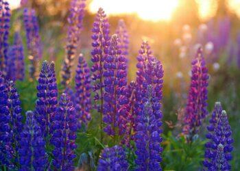 Gausialapis lubinas | Gėlių rojaus nuotr.