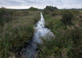 Laukinės gamtos atkūrimas – Baltosios Vokės šlapžemių viltis