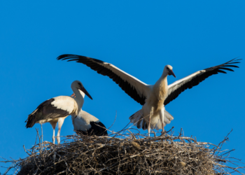 Šį pavasarį gandralizdžius perkelti jau vėlu | aaa.lrv.lt nuotr.