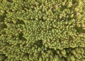 Palikę miškus be kvalifikuotų miškininkų naikinsime patys save | VDU ŽŪA nuotr.