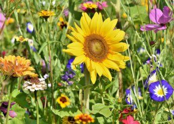 Gėlės | pixabay.com, Ralphs Fotos nuotr.