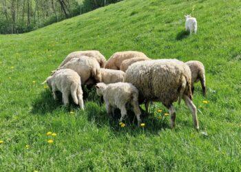 Avys | vilnius.lt nuotr.