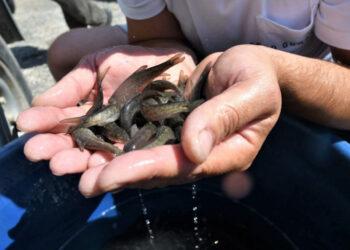 Žuvys, ūsoriai | zum.lrv.lt nuotr.