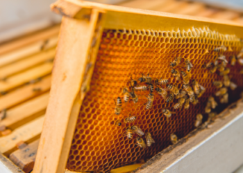 Turiu kelių avilių bityną. Ar reikia jį registruoti? | vmvt.lt nuotr.