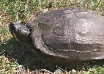 Raštuotasis vėžlys | aad.lr nuotr.