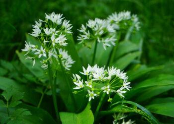 Neatsakingai skinamas meškinis česnakas | am.lrv.lt nuotr.