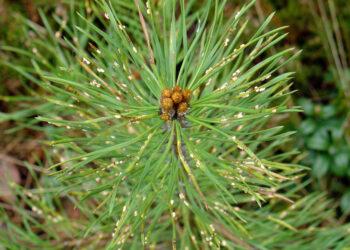Pušų spyglius pažeidė rūdinis grybas | lrv.lt nuotr.