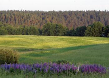 Tegu lietuviškose pievose nebemėlynuoja svetimžemiai lubinai | am.lrv.lt nuotr.