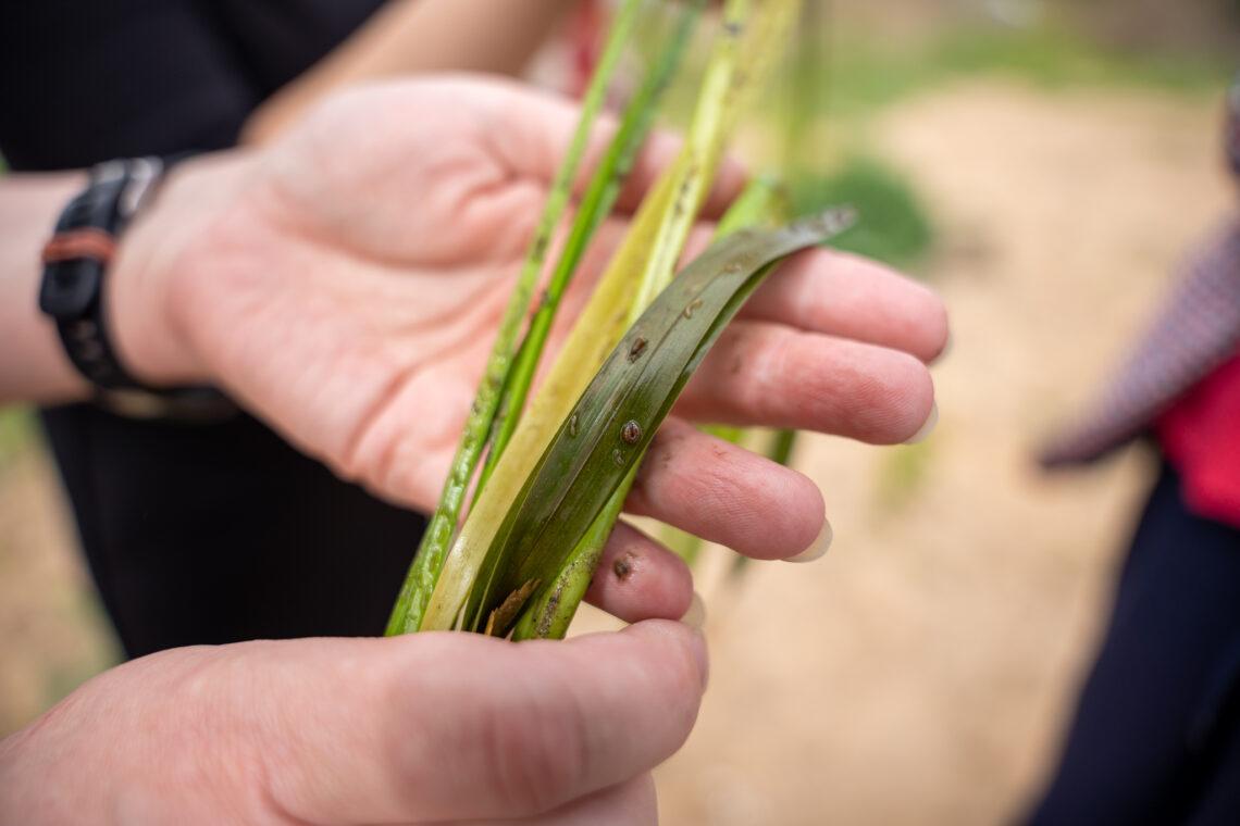 Į Nemuną išpiltas biologinis preparatas upinių mašalų lervoms naikinti | Druskininkų savivaldybės nuotr.