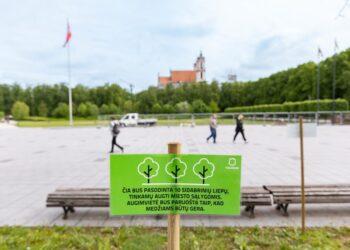 Lukiškių aikštės liepos | S. Žiūros nuotr.