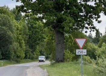 Šimtametis ąžuolas kelyje Molėtai - Anykščiai | M.Peldavičiūtės nuotr.