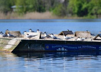 Žuvėdrų plaustas totoriškių ežere | Baltijos aplinkos forumo nuotr.