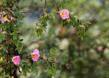 R. Patronaičio nuotrauka