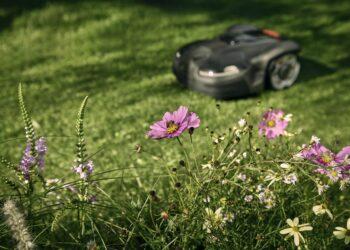 Botanikas atskleidė, kas bendro tarp laukinės pievos ir žydinčiais augalais praturtintos vejos | „Idea prima“ nuotr.