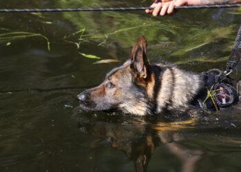 Pasieniečių šuo | vsat.lrv.lt nuotr.