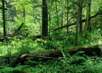 Pratęstas pasiūlymas išpirkti vertingus gamtai miško sklypus | am.lrv.lt nuotr.