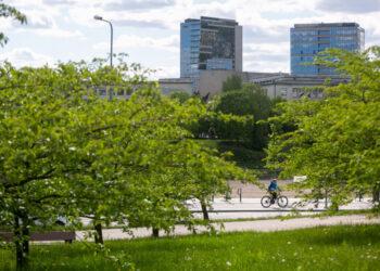 Medžiai | am.lrv.lt nuotr.