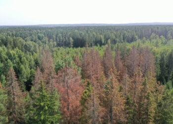 Nustatyta didžiausia eglynų kenkėjo žievėgraužio tipografo gausa per du dešimtmečius | am.lrv.lt nuotr.