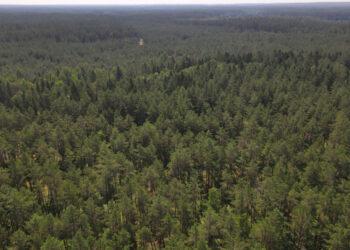 AM kviečia teikti siūlymus Miškų įstatymui | am.lrv.lt nuotr.