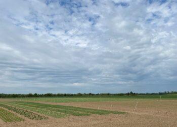 Ekologinės sėjomainos laukai Akademijoje | Lietuvos agrarinių ir miškų mokslų centro nuotr.