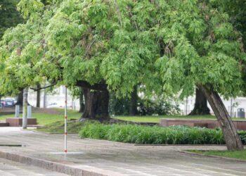 Medžiai | S. Žiūros nuotr.