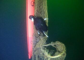 Tinklas | „Nardymo akademijos“ nuotr.