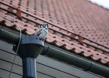 Lietaus nuvedimo sistemos | pexels.com, Eriko Karits nuotr.