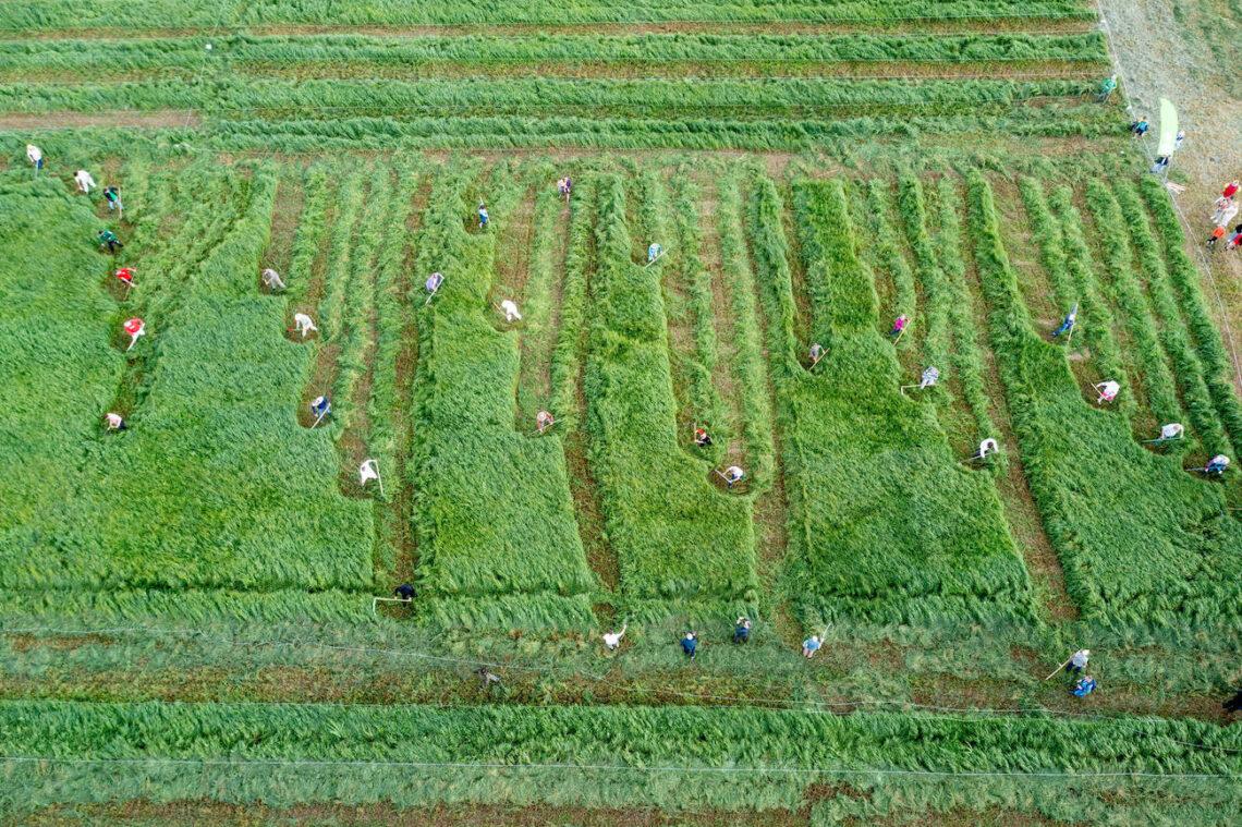 Šienpjovių čempionatas, Rupkalviai | Rengėjų nuotr.