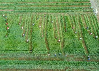 Šienpjovių čempionatas, Rupkalviai | Rengėjų nuotr.