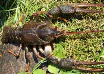 Siauražnyplis vėžys | Žuvininkystės tarnybos nuotr.